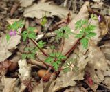 Geranium purpureum. Цветущее растение. Азербайджан, Ленкоранский р-н, Гирканский лес. 11.04.2010.