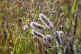 Trifolium arvense