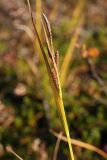 Carex concolor