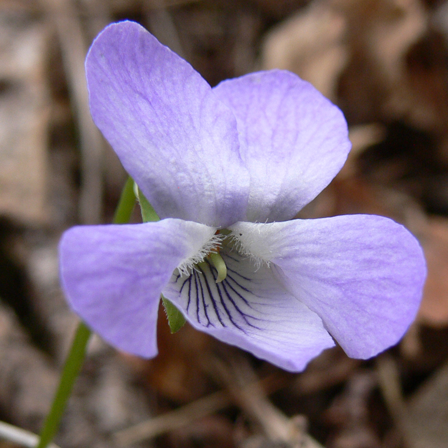 Изображение особи Viola mirabilis.