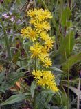 Solidago virgaurea подвид dahurica. Верхушка растения с соцветиями. Казахстан, хр. Кетмень, долина р. Шалкудысу, горы Каратау, 2400 м н.у.м. 27.07.2010.