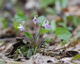 Viola selkirkii. Цветущее растение в долине ручья. Амурская обл., Хинганский заповедник, отроги Малого Хингана, басс. р. Дыроватка, лиственный лес. 20.05.2022.