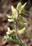 Oxytropis macrocarpa