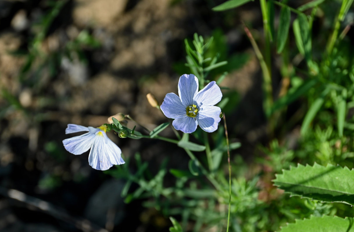 Изображение особи род Linum.