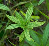 Lithospermum officinale. Верхушка вегетирующего растения, принимающего осеннюю окраску. Башкирия, Учалинский р-н, Тунгатаровский сельсовет, окр. дер. Яльчигулово, скашиваемый луг. 3 сентября 2023 г.