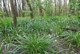 Leucojum aestivum. Аспект цветущих и отцветающих растений. Краснодарский край, м/о г. Новороссийск, Цемесская роща, пойменный лес. 16.04.2024.