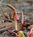 Rumex confertus. Молодой весенний побег. Чувашия, окр. г. Шумерля, берег р. Сура, ниже Водозабора. 18 апреля 2011 г.