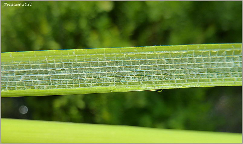 Изображение особи Typha laxmannii.