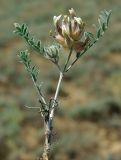 Astragalus chaetodon. Цветущий побег. Казахстан, Алматинская обл., Жамбылский р-н. 13.05.2011.