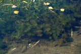 Ranunculus mongolicus. Подводная часть растения. Хабаровский край, хр. Баджал, протока в верховьях р. Дуки. Сентябрь 2006 г.