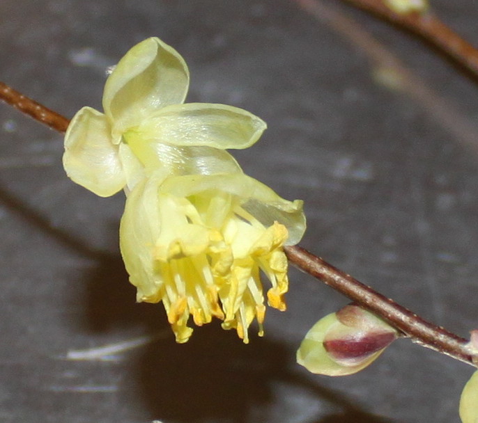 Изображение особи Corylopsis pauciflora.