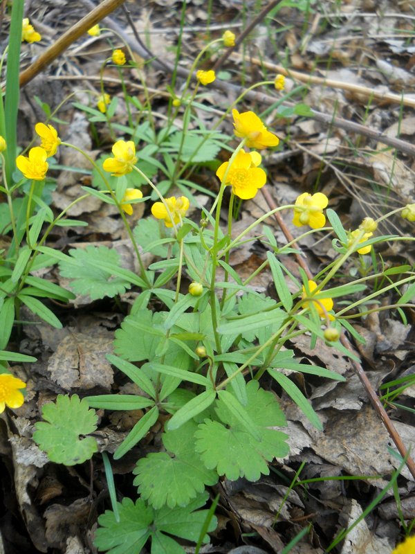 Изображение особи Ranunculus monophyllus.