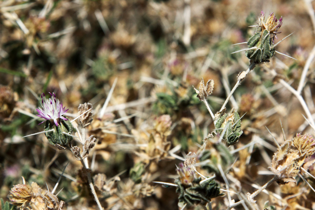 Изображение особи Centaurea belangeriana.