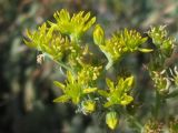 Sedum reflexum