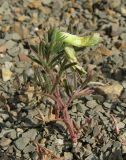 Vicia anatolica. Цветущее растение. Крым, Карадагский заповедник, подножье горы Карагач, склон к морю. 23 апреля 2013 г.