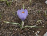 Crocus veluchensis