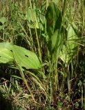 Plantago cornuti