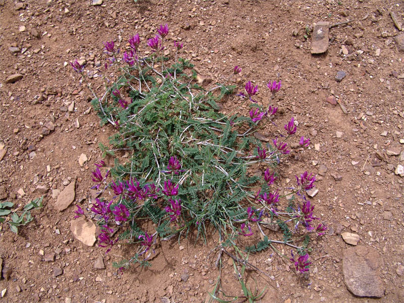 Изображение особи Astragalus glochideus.
