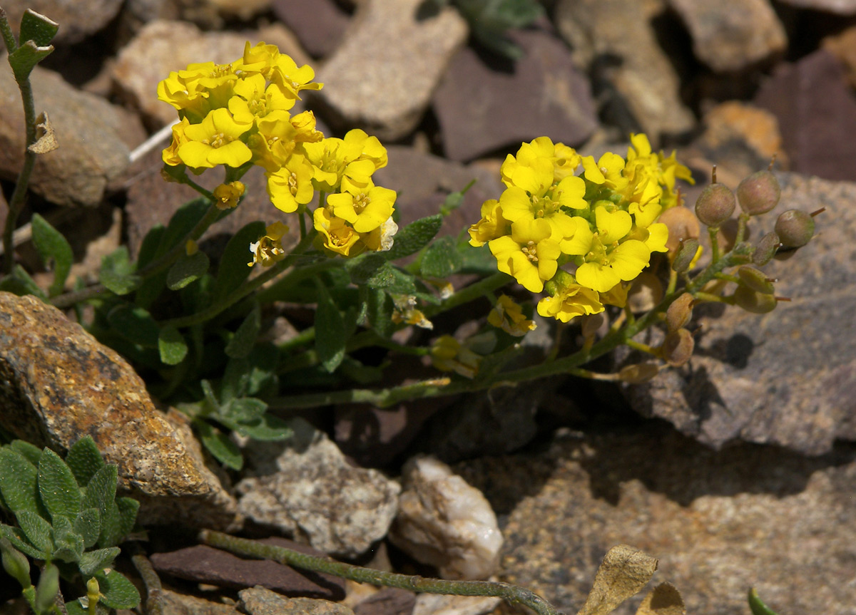 Изображение особи Alyssum trichostachyum.