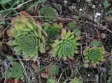 род Sempervivum. Куртина растений, размножившихся вегетативным способом. Украина, Хмельницкая обл., г. Каменец-Подольский, у обрыва каньона р. Смотрич. 22 сентября 2013 г.