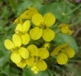 Brassica campestris