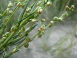 Artemisia saposhnikovii