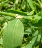 Polygonum aviculare