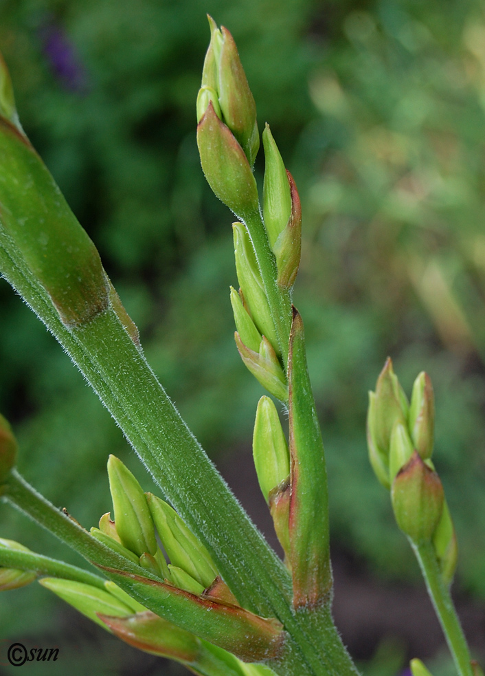 Изображение особи Yucca gloriosa.