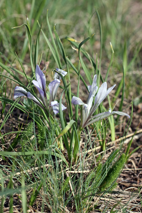 Изображение особи Iris loczyi.