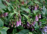 Campanula takesimana