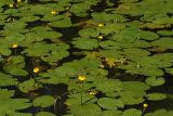 Nuphar lutea