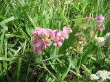 Lathyrus sylvestris. Верхушка побега с с цветками. Республика Мордовия, Краснослободский р-н, окр. с. Ефаево, остепнённый луг. Август 2008 г.