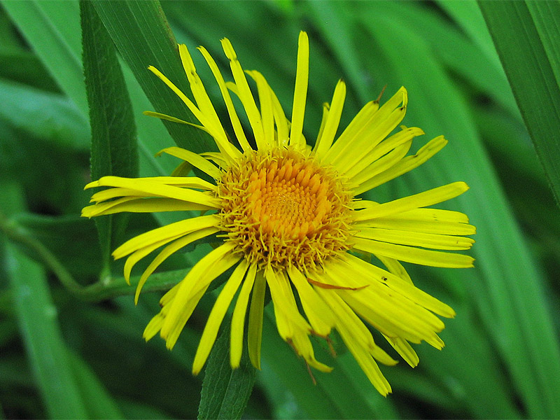 Изображение особи Inula salicina.