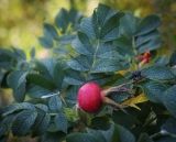 Rosa rugosa