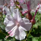 Geranium × cantabrigiense. Цветок и бутоны. Финляндия, г. Хельсинки. 29.06.2008.