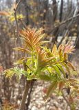 Sorbaria sorbifolia