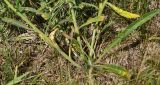 Anchusa officinalis