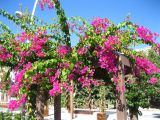 род Bougainvillea