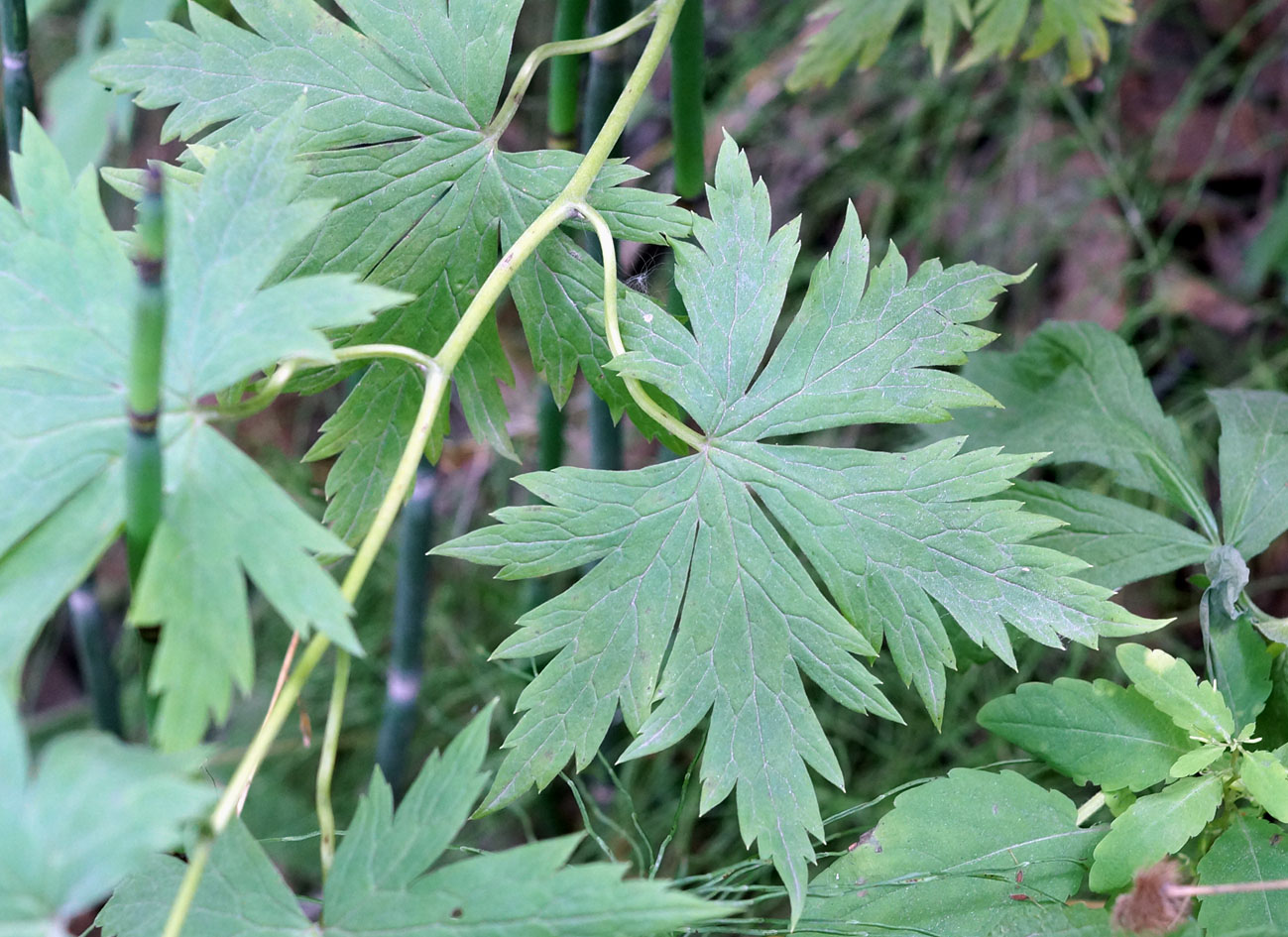 Image of Aconitum maximum specimen.