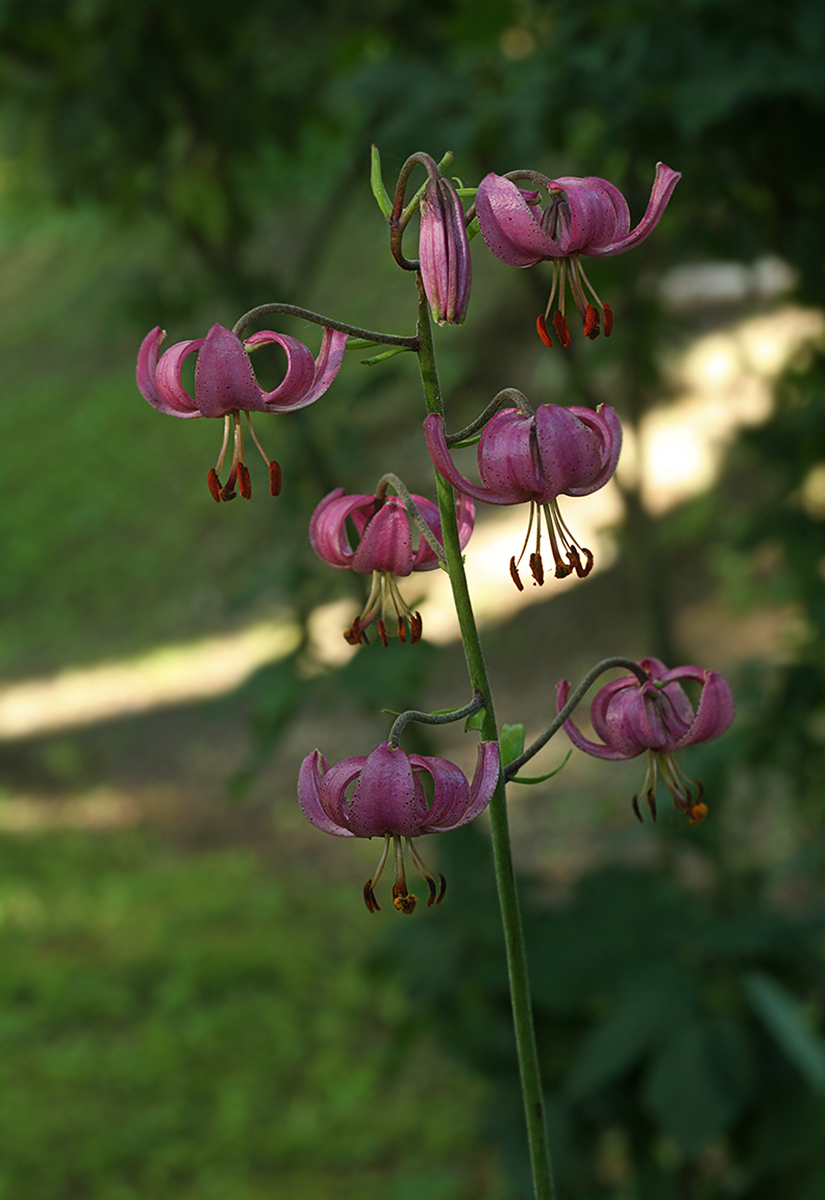 Изображение особи Lilium martagon.