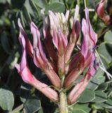 Astragalus monspessulanus