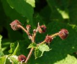 Rubus odoratus