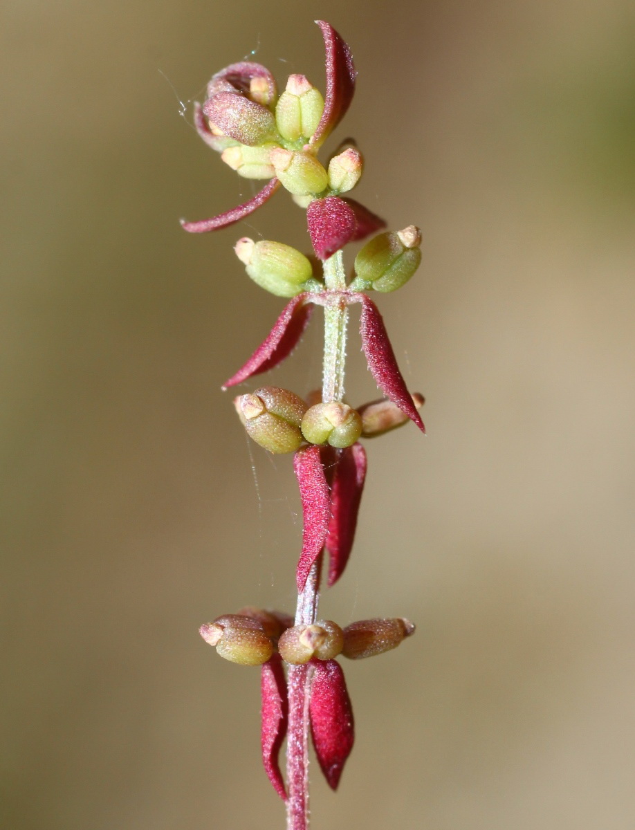 Изображение особи Galium verticillatum.