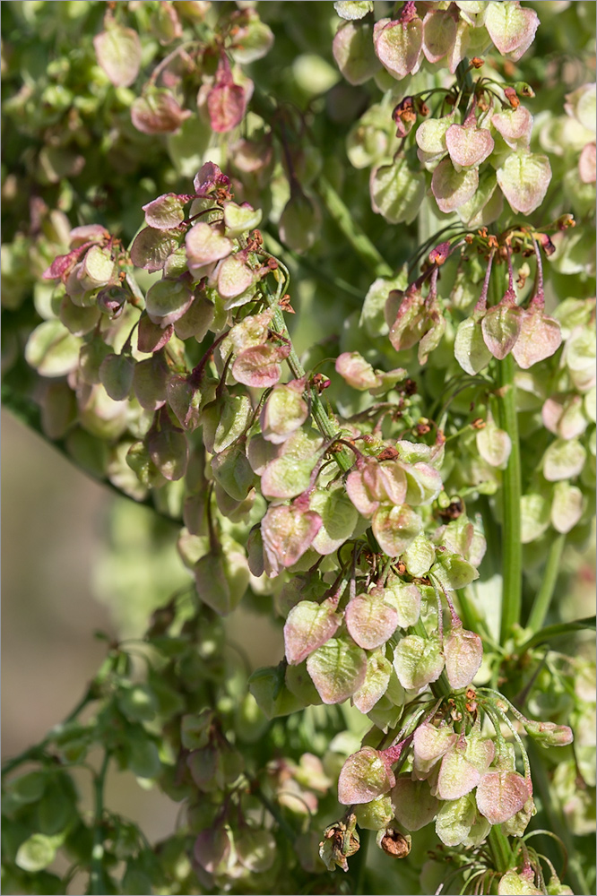 Image of Rumex aquaticus specimen.