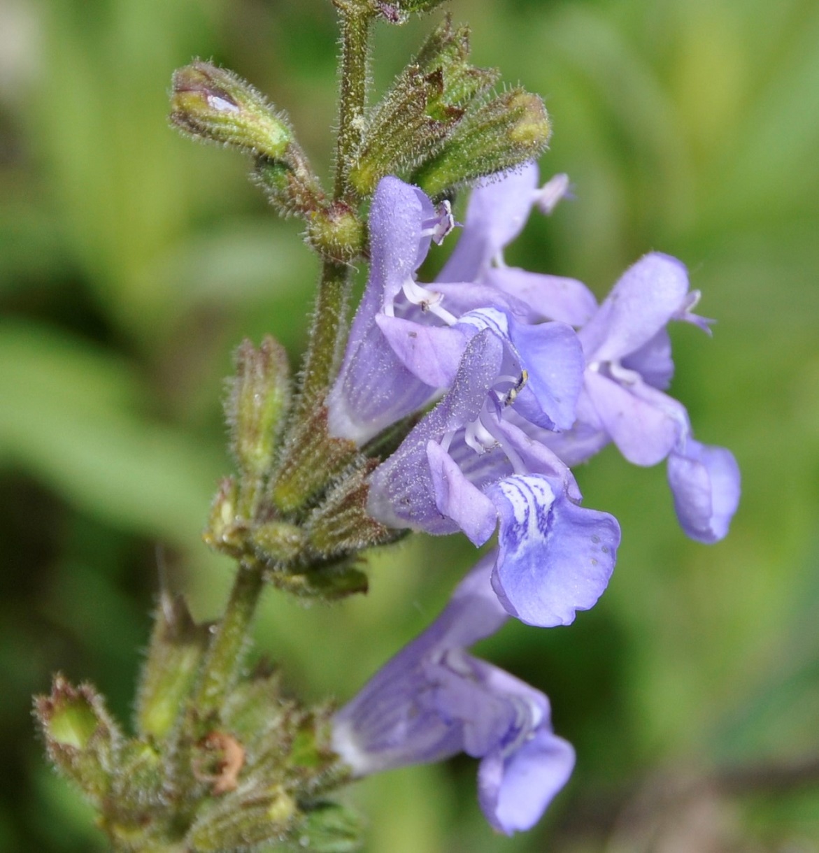 Изображение особи Salvia fruticosa.