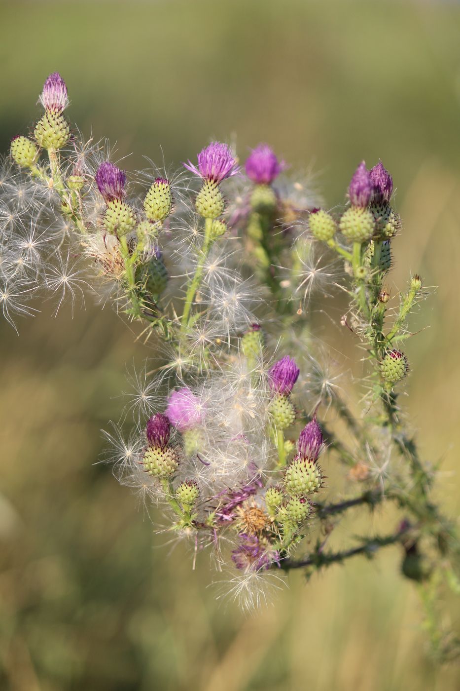 Изображение особи Cirsium glaberrimum.