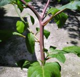 Phytolacca americana