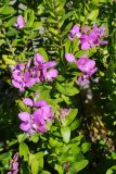 Polygala myrtifolia. Побеги с цветками. США, Калифорния, Монтерей, в городском озеленении. 24.02.2017.