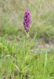 Dactylorhiza incarnata