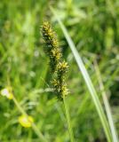 Carex vulpina. Верхушка побега с соплодием. Пермский край, г. Пермь, Кировский р-н, пос. Кировский, дол. р. Заборная, сырой луг. 13.06.2020.